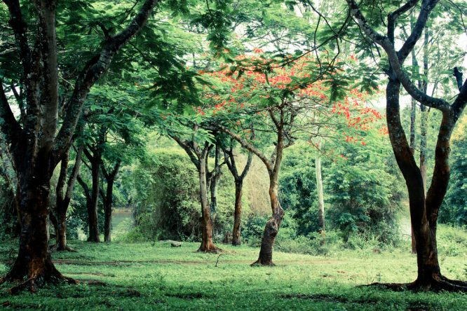 Coorg-Top 10 Hill Stations near Bangalore