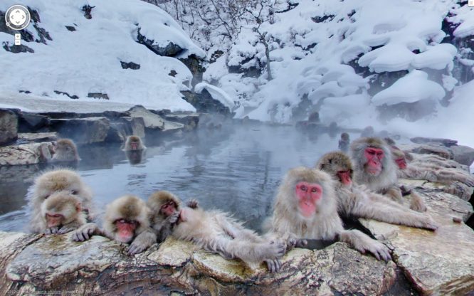 Jigokudani Monkey Park-things to do in Japan