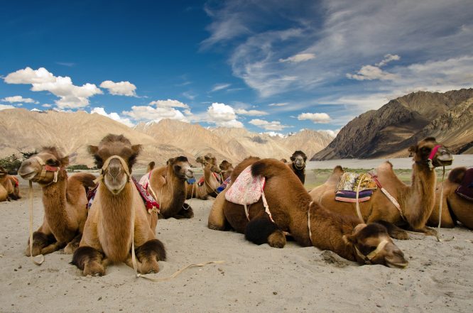 Camel Safari-things to do in Ladakh
