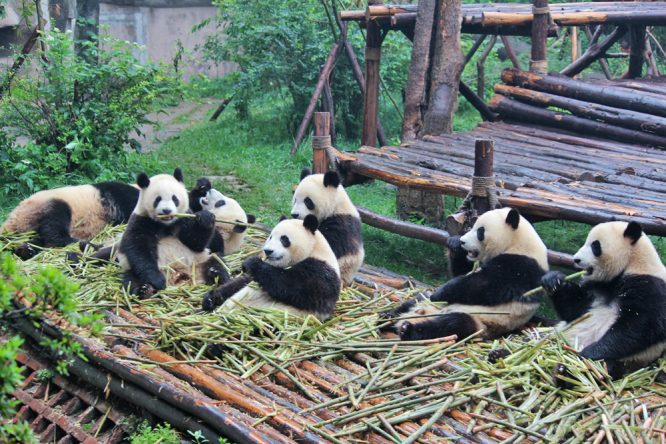 Chengdu- best time to visit China