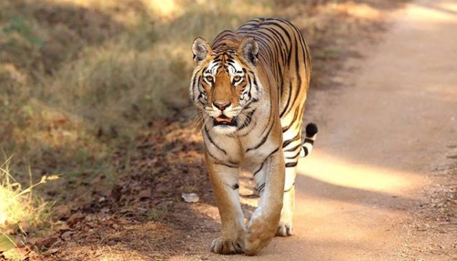 Pench National Park 