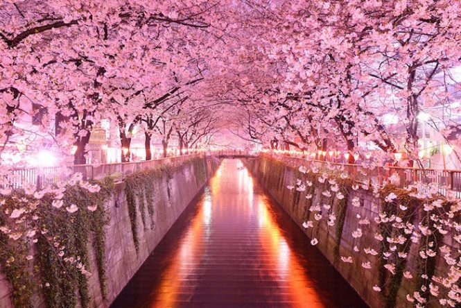 Cherry Blossom- Best Time To Visit Japan