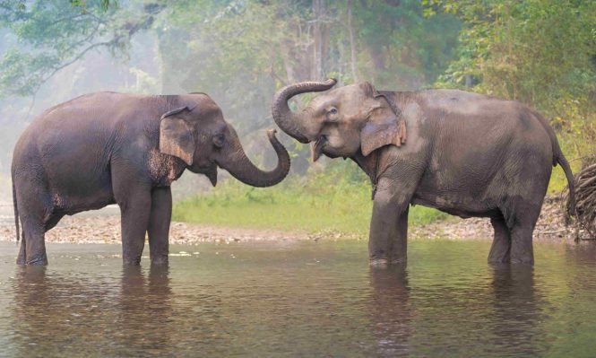 An Elephant-astic Experience - things to do in Thailand