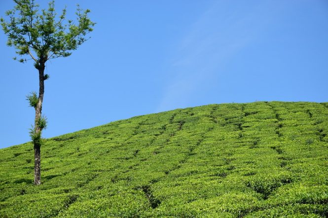Munnar - Places to visit in Kerala