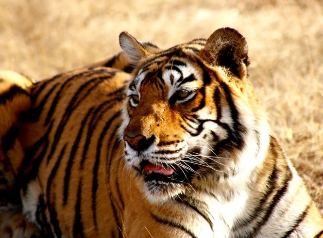Zoo-places to visit in nainital