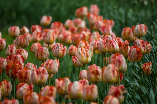 Kashmir Tulip Festival - Experience a Rainbow of Colours 