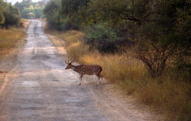 Sariska Wildlife Sanctuary - national parks in india