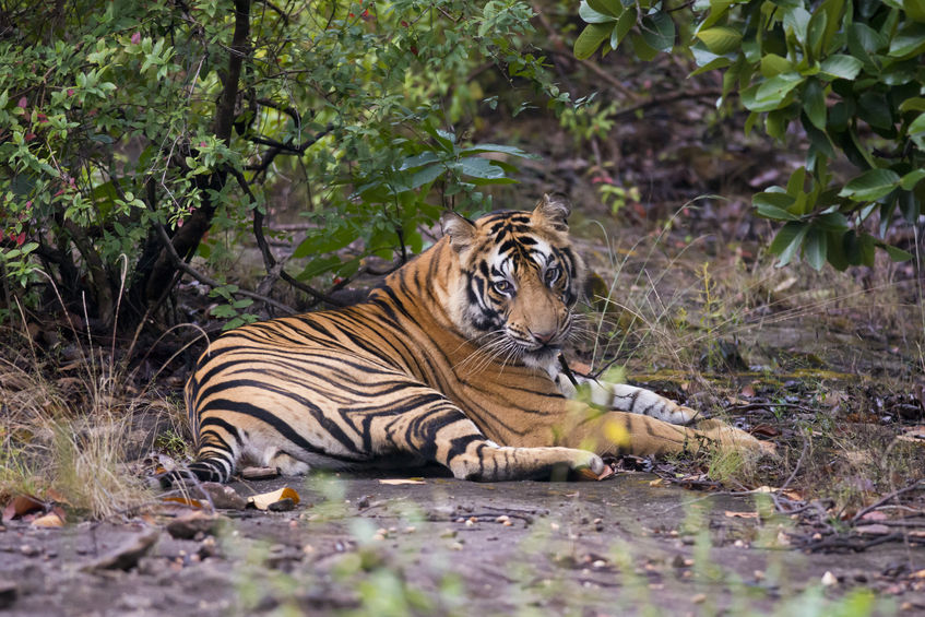Bandhavgarh- Madhya Pradesh’s wildlife