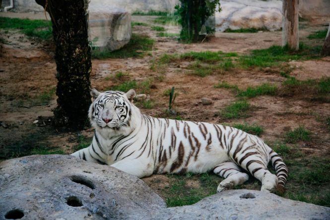 The Emirates Park Zoo - Places to see in Abu Dhabi