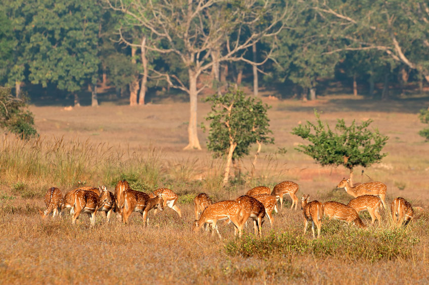 Pench- Madhya Pradesh’s wildlife