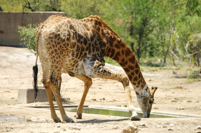 Wildlife Safaris in South Africa