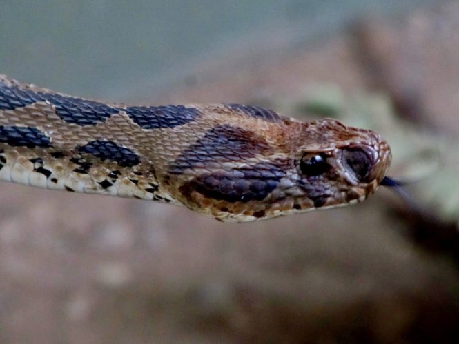 Katraj Snake Park-places to visit in Pune