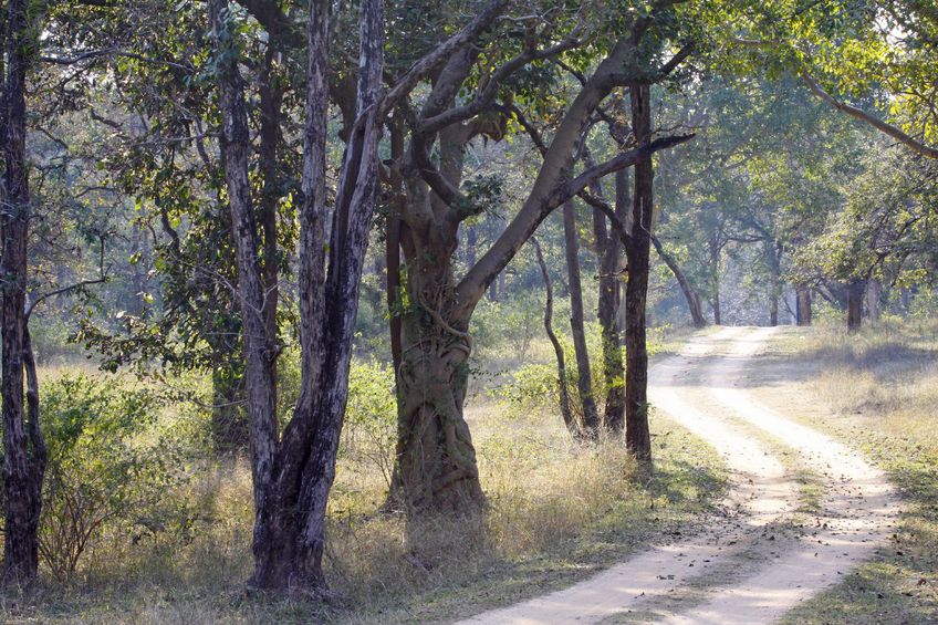 Madhya Pradesh’s wildlife