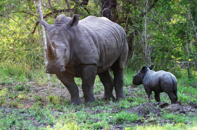 Kruger National Park - Wildlife Safaris in South Africa