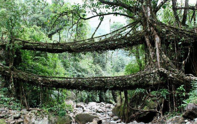 Double Deck -Living Root Bridges Double Deck -Living Root Bridges