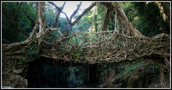 Living Root Bridges Living Root Bridges