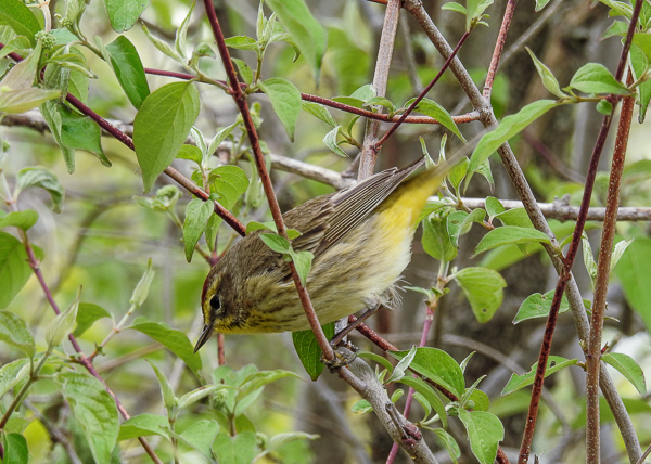 Bird Watching-Living Root Bridges Bird Watching-Living Root Bridges