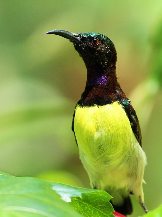  Bird Watch -Alleppey houseboat