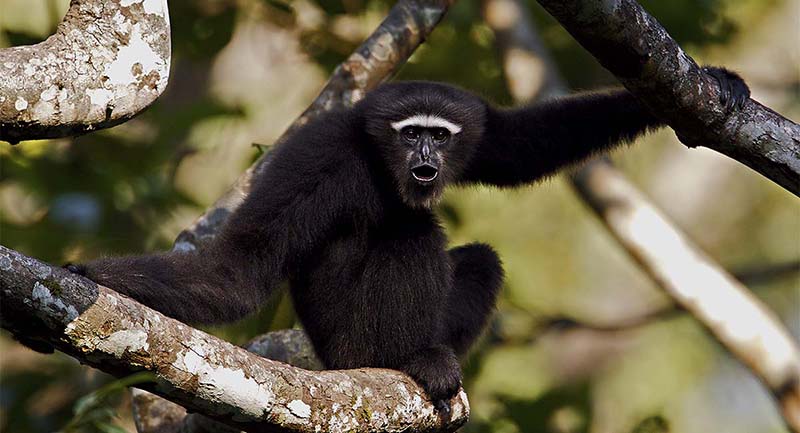 Hoollongapar Gibbon Sanctuary -Kaziranga National Park