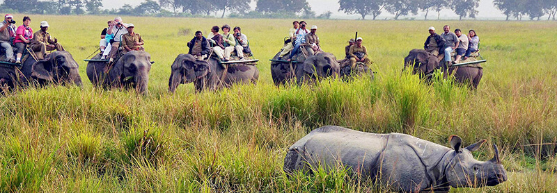 Things to Do- Kaziranga forest 