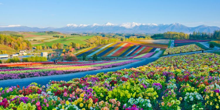 Hokkaido-in- Honeymooning in Japan