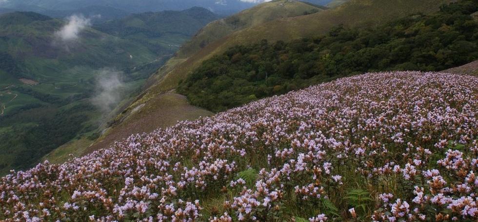 Blossom National Park, Munnar
