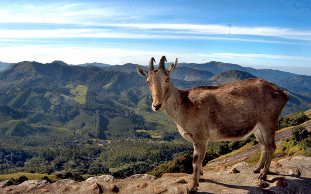 Eravikulam National Park
