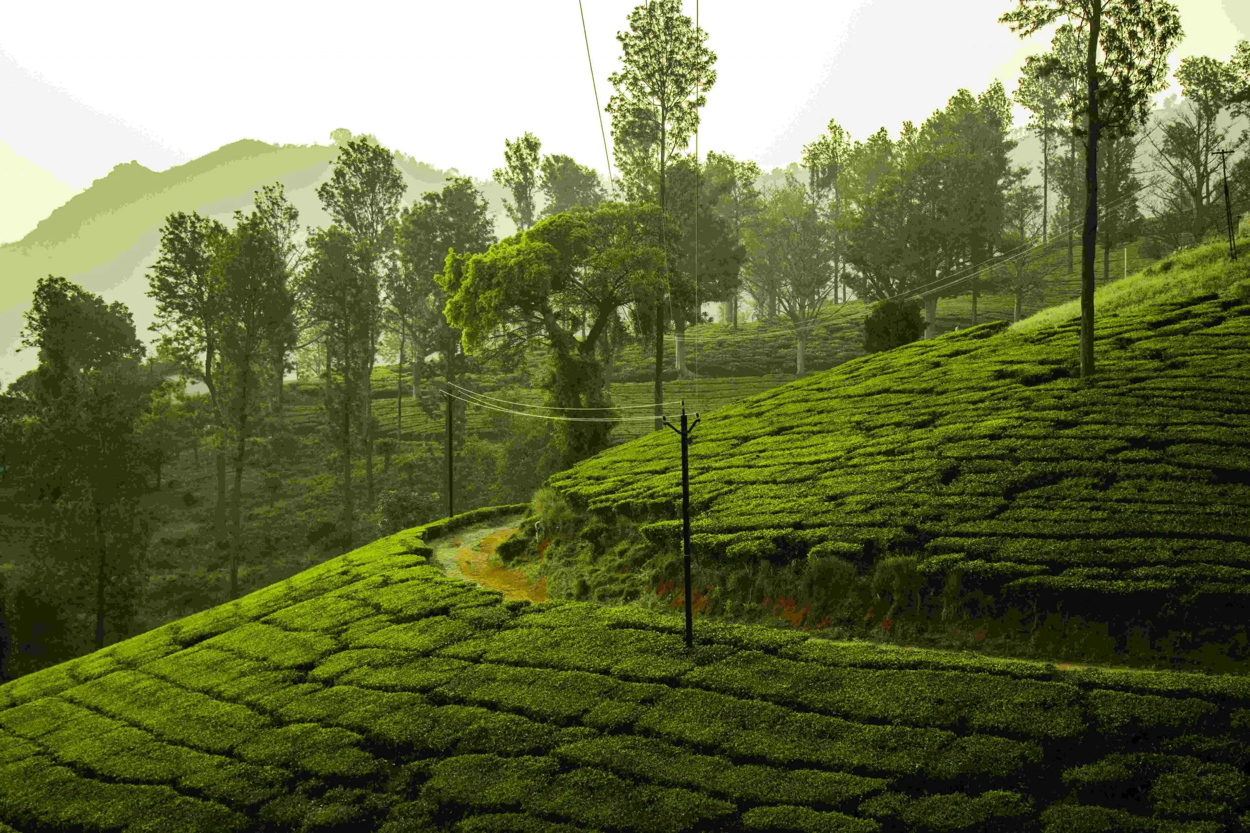 ooty