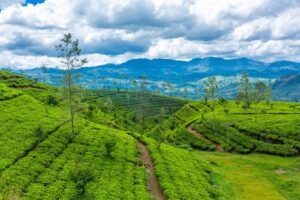 Coonoor