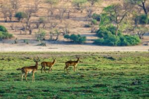 Kabini