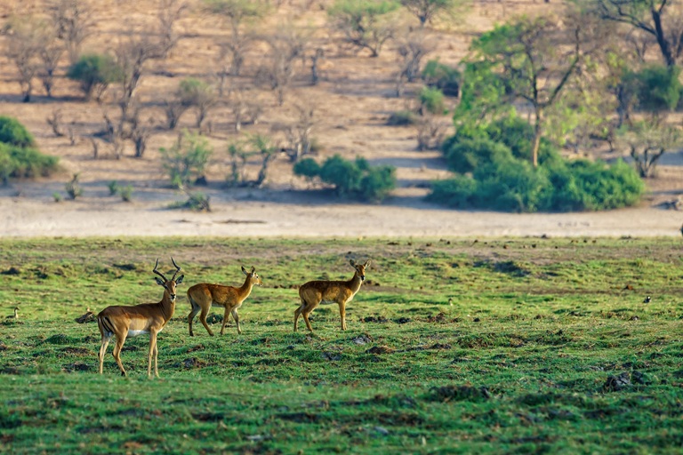 Kabini