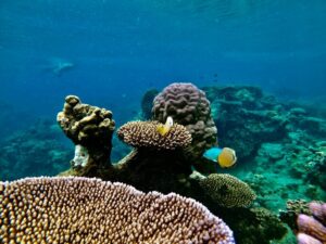 HP Reef Caves and Overhangs Thrill