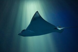 Manta Point - Say Hello to Manta Rays!