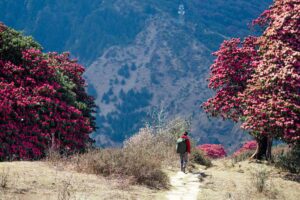 Valley of Flowers Trek, Uttarakhand