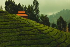 Places to visit in Ooty