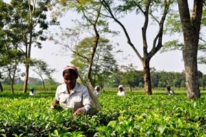 Women cultivating Tea Leaves