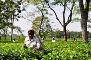 Mangalam Tea Estate