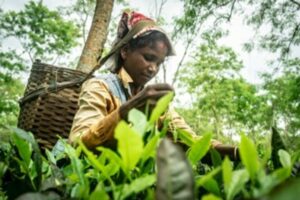 Women working in tea farm