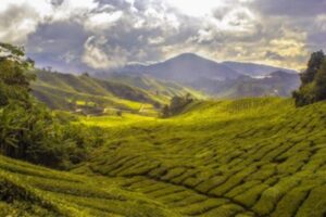 Rolling green tea plantation with mountains in the background.