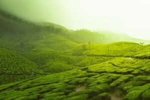 Nonoi Tea Estate