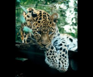 Fauna in Sanjay Gandhi National Park