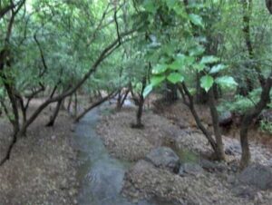 Nature Trails and Hiking in Sanjayy Gandhi National Park