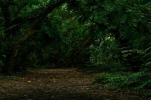 Flora in Sanjay Gandhi National Park