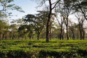 Lush green tea plantation with scattered trees.