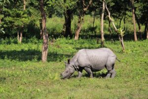 Rhino in Pobitora Wildlife Sanctuary