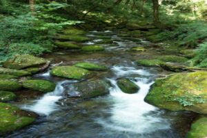 A clear, flowing stream with mossy rocks.