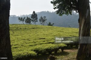 Mangalam Tea Estate