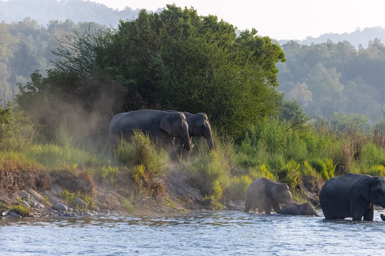 Jim Corbett National Park