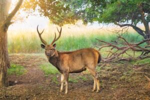 Ranthambore National Park
