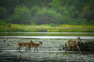 Aralam Wildlife Sanctuary